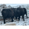 Image 2 : Crooked Creek Farms - 6 Mature Cows (Pen 532)