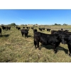 Image 4 : Tony Groenewoud - 1100# September Delivery Grass Steers - 335 Head (Turtleford, SK)