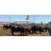 Image 8 : M.S. MacLean Livestock - 1550# Cows - 27 Head (Coaldale, AB)