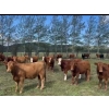 Image 3 : Pine River Cattle Co. - 860# September Delivery Grass Heifers - 72 Head (Lone Prairie, BC)