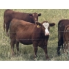 Image 9 : Lazy T Ranch - 1025# August Delivery Grass Heifers - 240 Head (Indian Head, SK) 