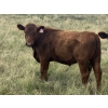 Image 2 : Eric Tarrant - 930# Aug/Sept Delivery Grass Steers - 29 Head (High River, AB)