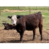Image 4 : Kyle Torkelson - 8 BBF 1st Calf Pairs (Millicent, AB)