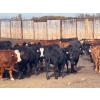 Image 2 : Range 45 Ranch Ltd. - 925# March Delivery Weaned Steers - 200 Head (Dewberry, AB)