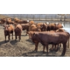 Image 6 : Ripple Rock Ranch - 710# June Delivery Heifers - 88 Head (Fincastle, AB)