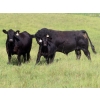 Image 5 : Marsh Ranches Ltd. (Marsh 99 Ranch) - 595# Nov/Dec Steer Calves - 100 Head (Southey, SK) VBP+