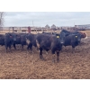 Image 6 : Wade Fewings - 850# April Delivery Steers - 70 Head (Pierson, MB) VBP+