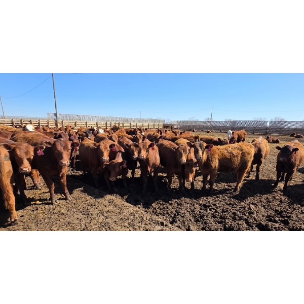 Amber Mountain Farms - 710# May Delivery Heifers - 80 Head (Vauxhall, AB)