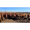 Image 1 : Amber Mountain Farms - 710# May Delivery Heifers - 80 Head (Vauxhall, AB)