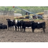 Image 5 : Cunningham Cattle Co. - 900# June Delivery Heifers - 55 Head (Sundre, AB)