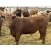 Image 6 : Todd Fraser - 1010# March/April Delivery Steers - 100 Head (Raymond, AB)