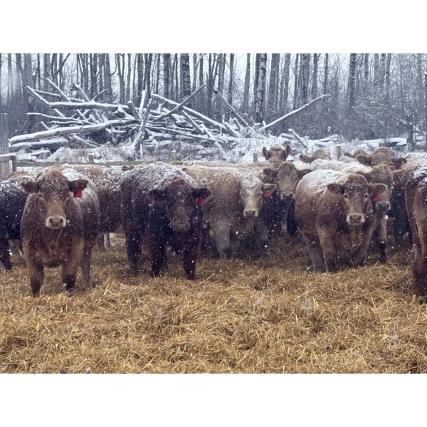 Zuchkan Farms Land & Livestock Ltd. - 52 Red/Tan April/May Calving Bred Heifers (Foam Lake, SK)