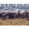 Image 1 : Zuchkan Farms Land & Livestock Ltd. - 52 Red/Tan April/May Calving Bred Heifers (Foam Lake, SK)