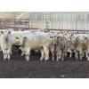 Image 2 : Bear Spring Ranch - 1000# July Delivery Grass Heifers - 120 Head (Airdrie, AB)