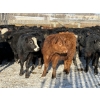 Image 5 : Michael Jennings - 540# March Delivery Steers - 75 Head (Condor, AB)