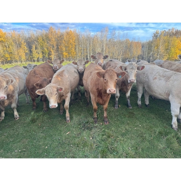 Jeff & Jenise Robertson - 1025# October Delivery Grass Heifers - 120 Head (Gainford, AB)