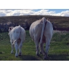 Image 6 : Tom Malmberg - 630# October Delivery Steer Calves - 70 Head (Spring Coulee, AB)