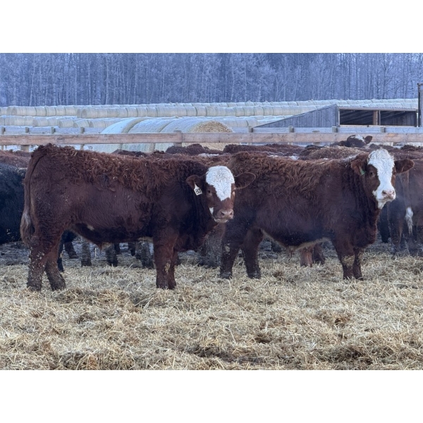 Jason & Kevin Szymanek - 900# December Delivery Weaned Steers - 68 Head (Stauffer, AB)