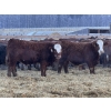 Image 1 : Jason & Kevin Szymanek - 900# December Delivery Weaned Steers - 68 Head (Stauffer, AB)