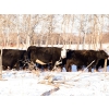 Image 3 : Coteau Ranch - 1350# Cows - 45 Head (Kisbey, SK)