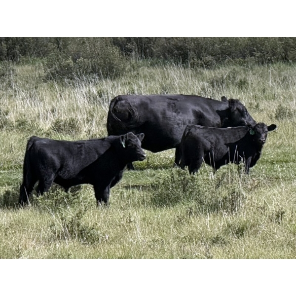 Bryce Medin - 740# November Delivery Steer Calves - 80 Head (Eckville, AB)