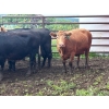Image 3 : Turtleview Livestock - 22 Open Exotic X Cows (Goodlands, MB) VBP+