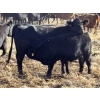Image 7 : Lance & Lisa Howg - 760# October Delivery Steer Calves - 80 Head (Enchant, AB)
