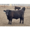 Image 6 : Lone Star Cattle Co. - 1030# May Delivery Steers - 305 Head (Strathmore, AB)