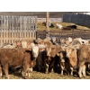 Image 6 : Midpoint Farms - 700# February Delivery Weaned Steers - 180 Head (Drayton Valley, AB)