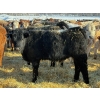 Image 2 : Brandt Boys Beef & Grain - 950# July Steers - 200 Head (Tolstoi, MB)