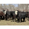 Image 3 : Bryce Medin - 925# April/May Delivery Heifers - 65 Head (Eckville, AB)