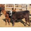 Image 6 : Van Hal Livestock Inc. - 700# May Delivery Heifers - 75 Head (Seven Persons, AB)