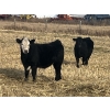 Image 1 : Lake Thelma Farms - 550# November Delivery Steer Calves - 50 Head (Coronation, AB)