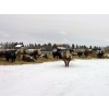 Image 3 : Merrick Campbell Herd Dispersal - 40 6, 7 & 8 Year-Old Bred Cows (Calahoo, AB) VBP+
