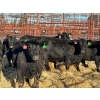 Image 1 : Fox Cattle Co. - 17 Black Heifers (Pen 404)