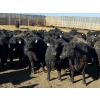 Image 3 : Downie Lake Colony - 860# March Delivery Heifers - 210 Head (Maple Creek, SK)
