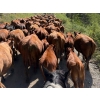 Image 5 : BC Cattle Co. - 525# November Delivery Steer Calves - 110 Head (Canoe Creek, BC)