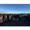 Image 16 : Poplarview Stock Farm - 1050# November Delivery Grass Steers - 116 Head (Pipestone, MB)