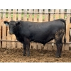 Image 4 : Brandt Boys Beef & Grain - 950# July Delivery Steers - 134 Head (Tolstoi, MB)