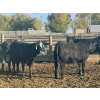 Image 8 : Westview Feeders - 850# October Delivery Heifers - 140 Head (Monarch, AB)