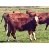 Image 3 : Mullen Land & Cattle Co. - 550# September Delivery Heifer Calves - 112 Head (Peers, AB)
