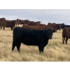 Image 6 : Rafter NZ Ranch - 11 Black X March/April Calving Bred Heifers (Pincher Creek, AB)