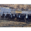 Image 1 : Bircham Ranch - 900# January Delivery Steers - 135 Head (Piapot, SK)