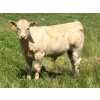 Image 6 : MacMillan Farming Co. - 575# July Delivery Steer Calves - 210 Head (Cayley, AB) VBP+