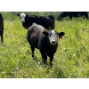 Image 5 : Rafter 17 Ranching - 840# October Delivery Steer Calves - 150 Head (Eckville, AB)