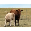 Image 7 : Jean Lamson - 575# October Delivery Heifer Calves - 100 Head (Hanna, AB)