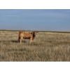Image 9 : Ron Schmidt - 690# November Delivery Heifer Calves - 85 Head (Rainier, AB)