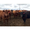 Image 3 : Van Hall Cattle Company Ltd. - 990# April Delivery Steers - 168 Head (Scandia, AB)