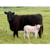 Image 2 : GW Murray Ranches - 540# October Delivery Steer Calves - 110 Head (Tompkins, SK)