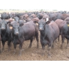 Image 3 : Little Rainbow Ranch - 925# September Yearling Heifers - 264 Head (Moosomin, SK)